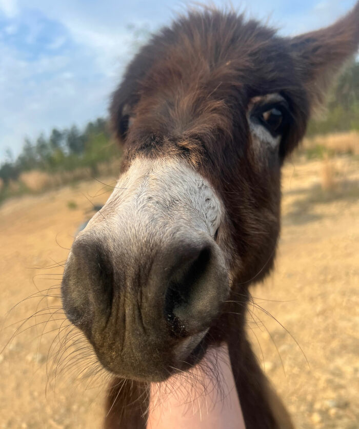 Officer Facing Backlash After Entering Family’s Pasture Without Permission And Firing On Their Baby Pet Donkey Officer Facing Backlash After Entering Family’s Pasture Without Permission And Firing On Their Baby Pet Donkey