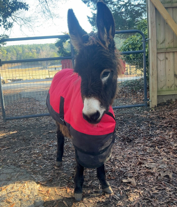 Officer Facing Backlash After Entering Family’s Pasture Without Permission And Firing On Their Baby Pet Donkey Officer Facing Backlash After Entering Family’s Pasture Without Permission And Firing On Their Baby Pet Donkey