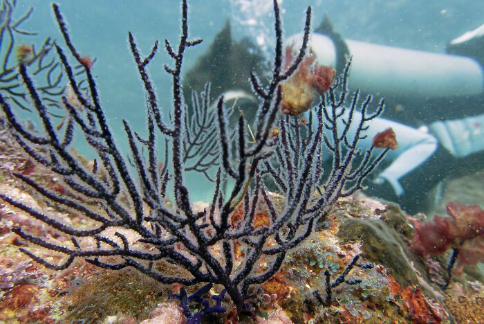 Isolated Tribe Can Swim Underwater For Long Hours, Which Has Developed A “New Mutant Gene” Isolated Tribe Can Swim Underwater For Long Hours, Which Has Developed A “New Mutant Gene”