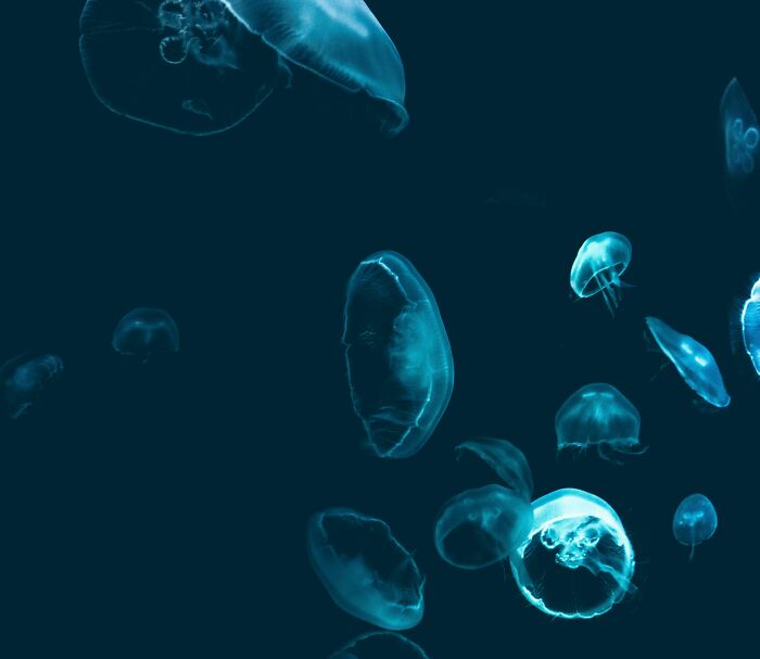 Isolated Tribe Can Swim Underwater For Long Hours, Which Has Developed A “New Mutant Gene” Isolated Tribe Can Swim Underwater For Long Hours, Which Has Developed A “New Mutant Gene”
