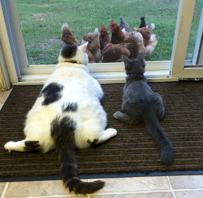 34 Delightful Cat Pics Shared By This Page Featuring Funny Faces, Tiny Kittens, And Beautiful Colors