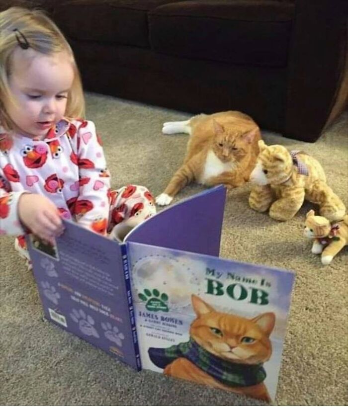 34 Delightful Cat Pics Shared By This Page Featuring Funny Faces, Tiny Kittens, And Beautiful Colors