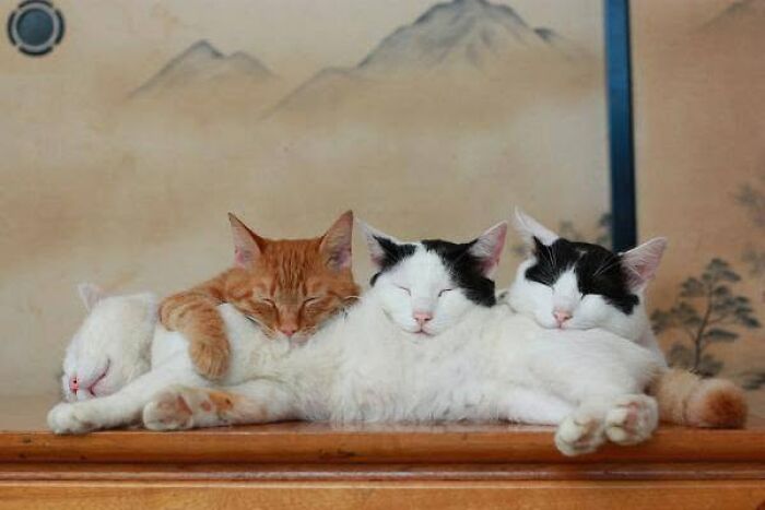 34 Delightful Cat Pics Shared By This Page Featuring Funny Faces, Tiny Kittens, And Beautiful Colors