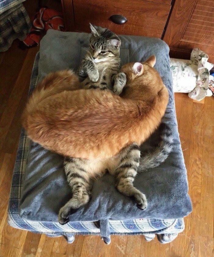 34 Delightful Cat Pics Shared By This Page Featuring Funny Faces, Tiny Kittens, And Beautiful Colors