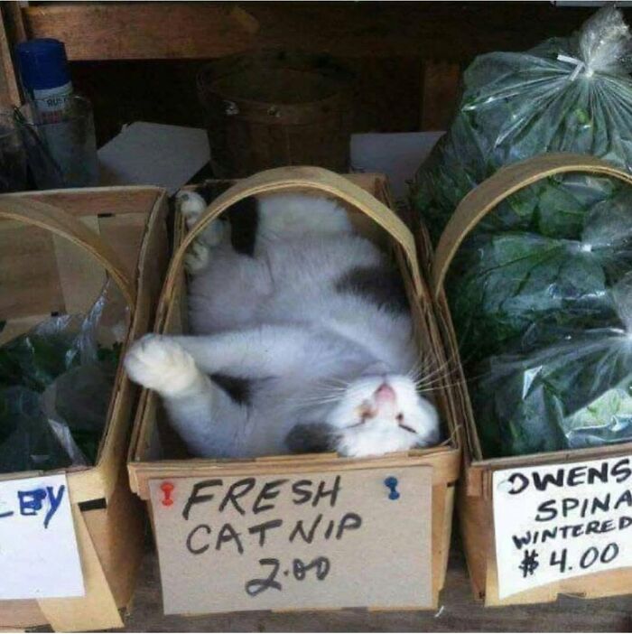 34 Delightful Cat Pics Shared By This Page Featuring Funny Faces, Tiny Kittens, And Beautiful Colors