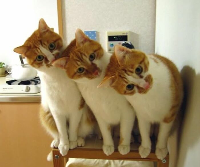 34 Delightful Cat Pics Shared By This Page Featuring Funny Faces, Tiny Kittens, And Beautiful Colors