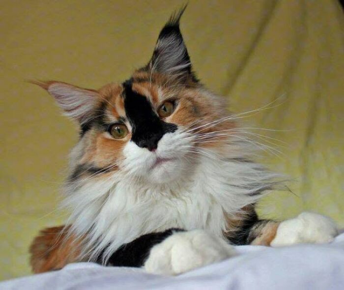 34 Delightful Cat Pics Shared By This Page Featuring Funny Faces, Tiny Kittens, And Beautiful Colors