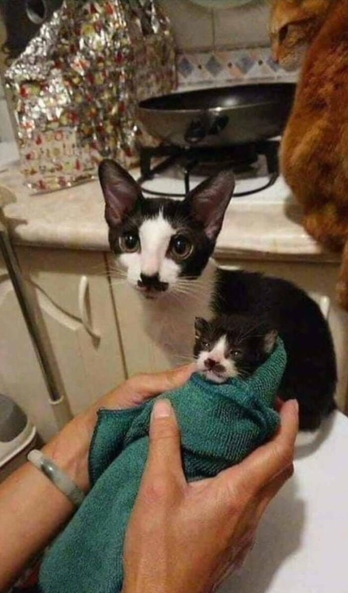 34 Delightful Cat Pics Shared By This Page Featuring Funny Faces, Tiny Kittens, And Beautiful Colors