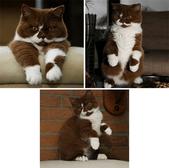 34 Delightful Cat Pics Shared By This Page Featuring Funny Faces, Tiny Kittens, And Beautiful Colors