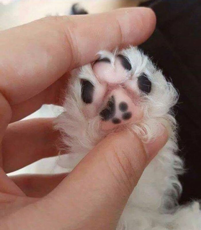 34 Delightful Cat Pics Shared By This Page Featuring Funny Faces, Tiny Kittens, And Beautiful Colors