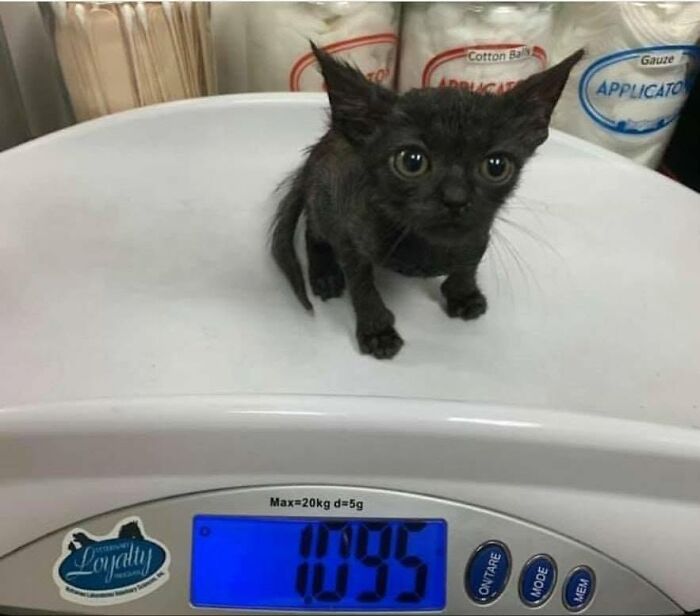 34 Delightful Cat Pics Shared By This Page Featuring Funny Faces, Tiny Kittens, And Beautiful Colors