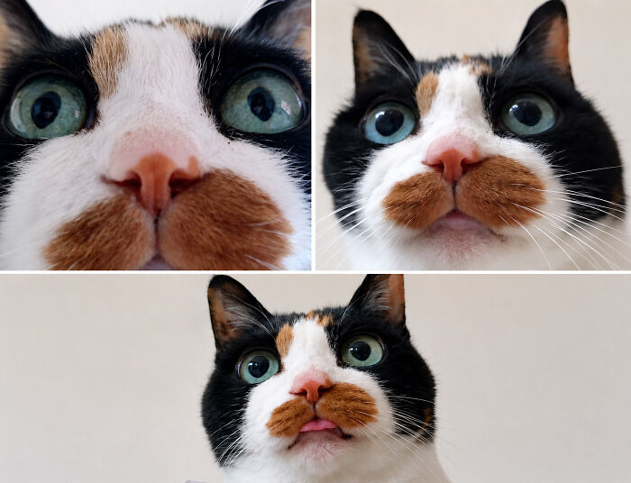 34 Delightful Cat Pics Shared By This Page Featuring Funny Faces, Tiny Kittens, And Beautiful Colors