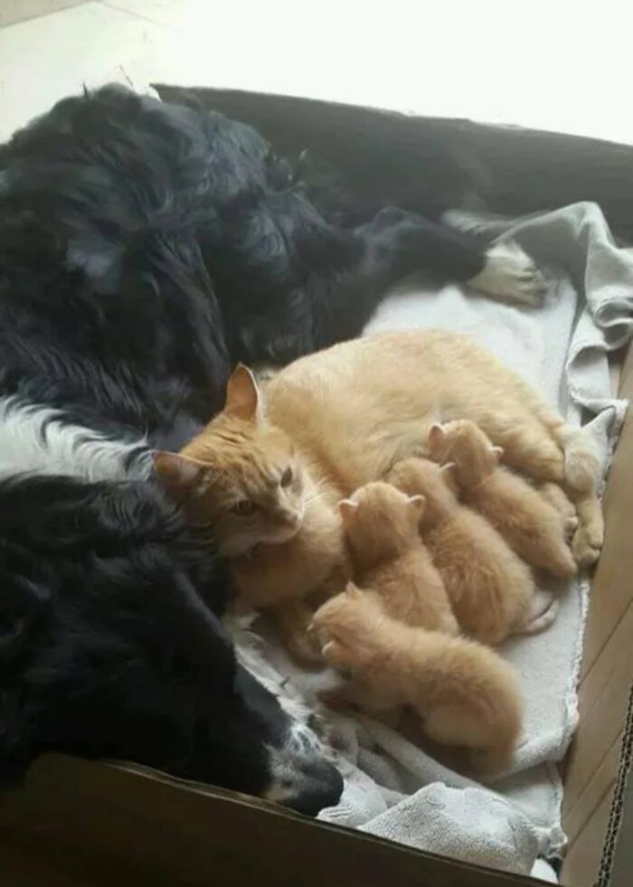 34 Delightful Cat Pics Shared By This Page Featuring Funny Faces, Tiny Kittens, And Beautiful Colors