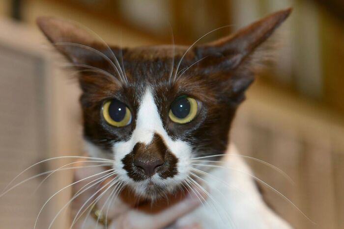 34 Delightful Cat Pics Shared By This Page Featuring Funny Faces, Tiny Kittens, And Beautiful Colors