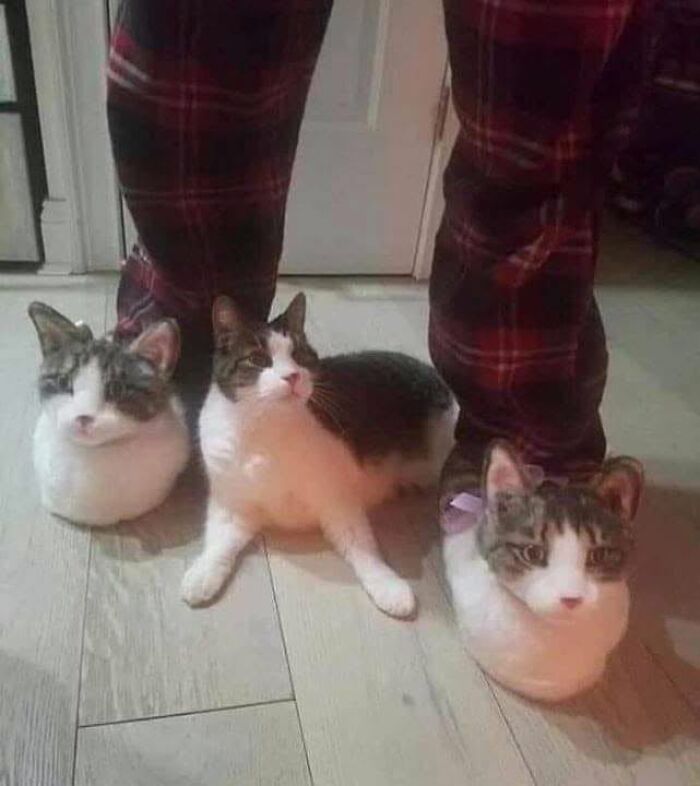 34 Delightful Cat Pics Shared By This Page Featuring Funny Faces, Tiny Kittens, And Beautiful Colors