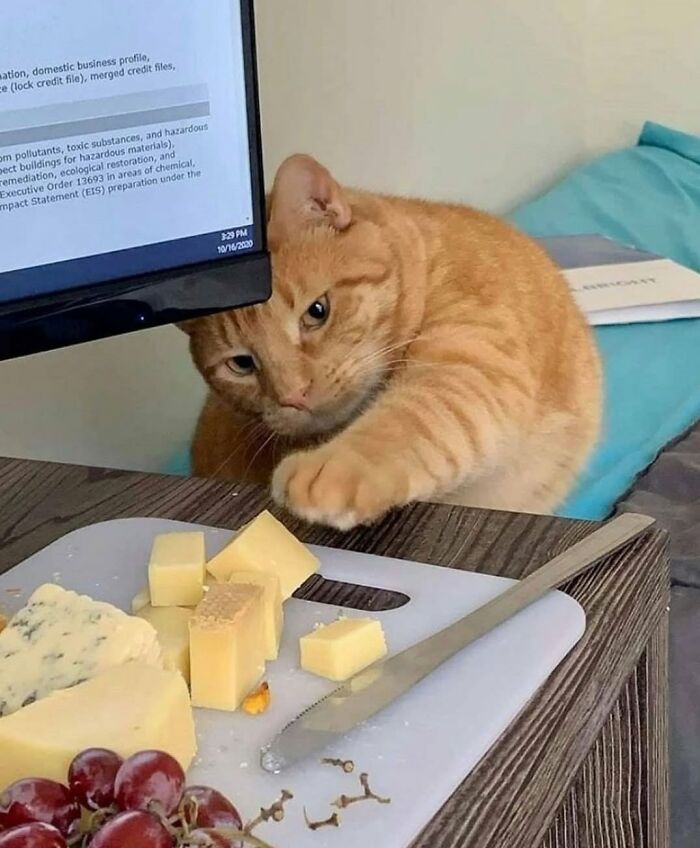 34 Delightful Cat Pics Shared By This Page Featuring Funny Faces, Tiny Kittens, And Beautiful Colors