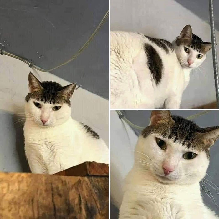 34 Delightful Cat Pics Shared By This Page Featuring Funny Faces, Tiny Kittens, And Beautiful Colors