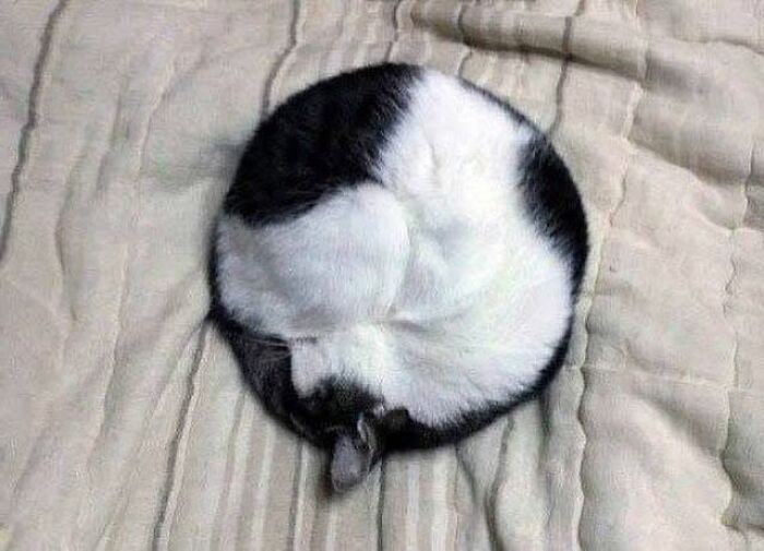 34 Delightful Cat Pics Shared By This Page Featuring Funny Faces, Tiny Kittens, And Beautiful Colors