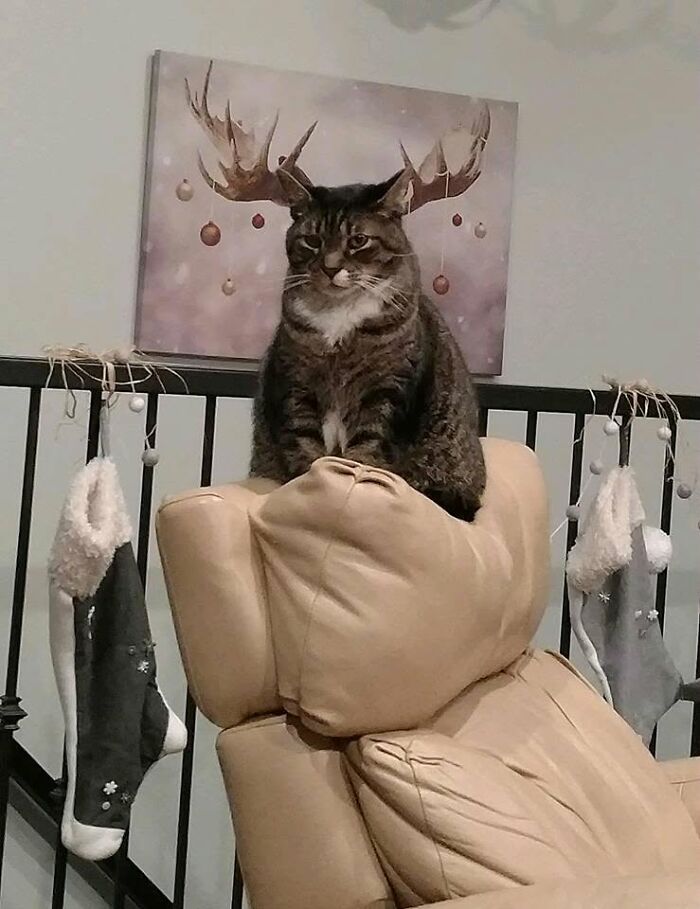 34 Delightful Cat Pics Shared By This Page Featuring Funny Faces, Tiny Kittens, And Beautiful Colors