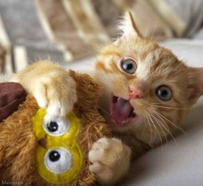 34 Delightful Cat Pics Shared By This Page Featuring Funny Faces, Tiny Kittens, And Beautiful Colors
