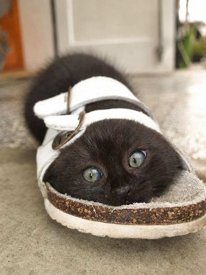 34 Delightful Cat Pics Shared By This Page Featuring Funny Faces, Tiny Kittens, And Beautiful Colors
