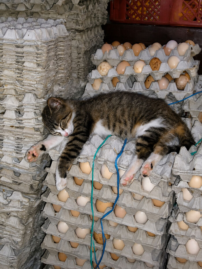 34 Delightful Cat Pics Shared By This Page Featuring Funny Faces, Tiny Kittens, And Beautiful Colors