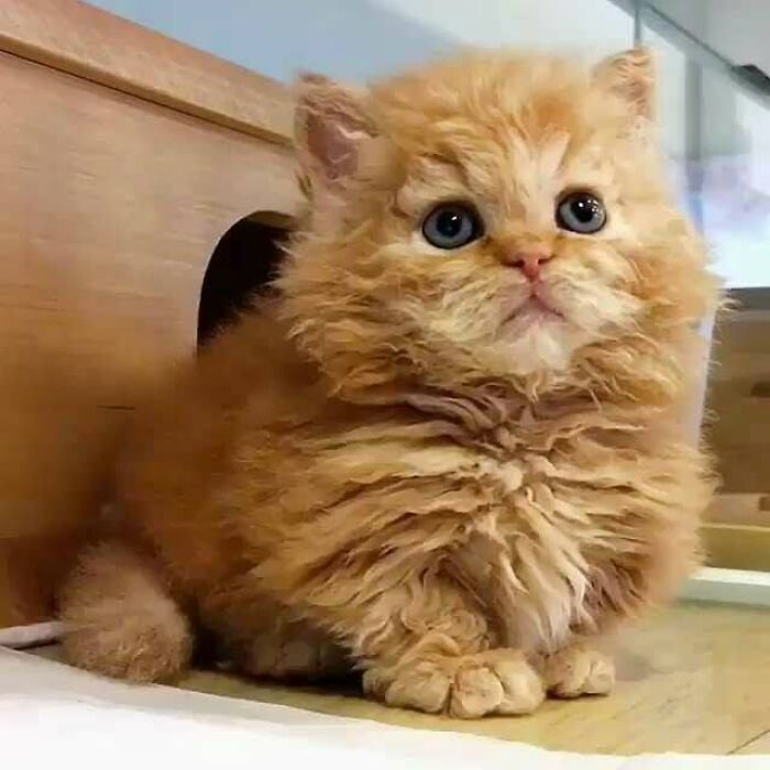 34 Delightful Cat Pics Shared By This Page Featuring Funny Faces, Tiny Kittens, And Beautiful Colors