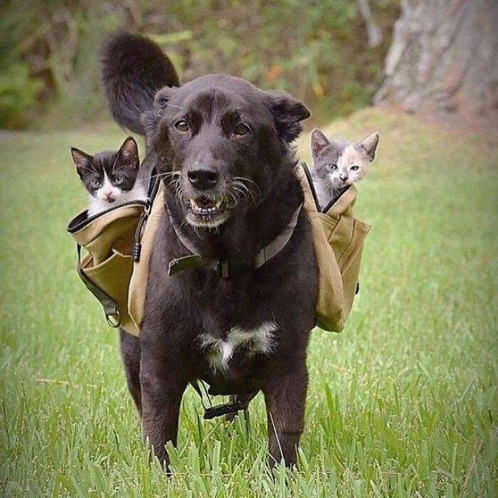 34 Delightful Cat Pics Shared By This Page Featuring Funny Faces, Tiny Kittens, And Beautiful Colors