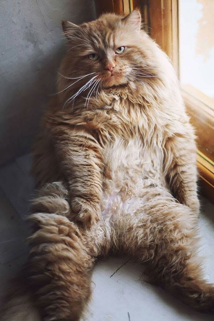 34 Delightful Cat Pics Shared By This Page Featuring Funny Faces, Tiny Kittens, And Beautiful Colors