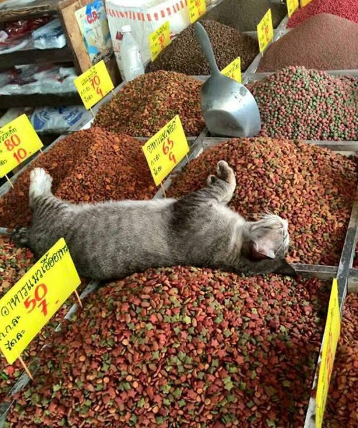 34 Delightful Cat Pics Shared By This Page Featuring Funny Faces, Tiny Kittens, And Beautiful Colors