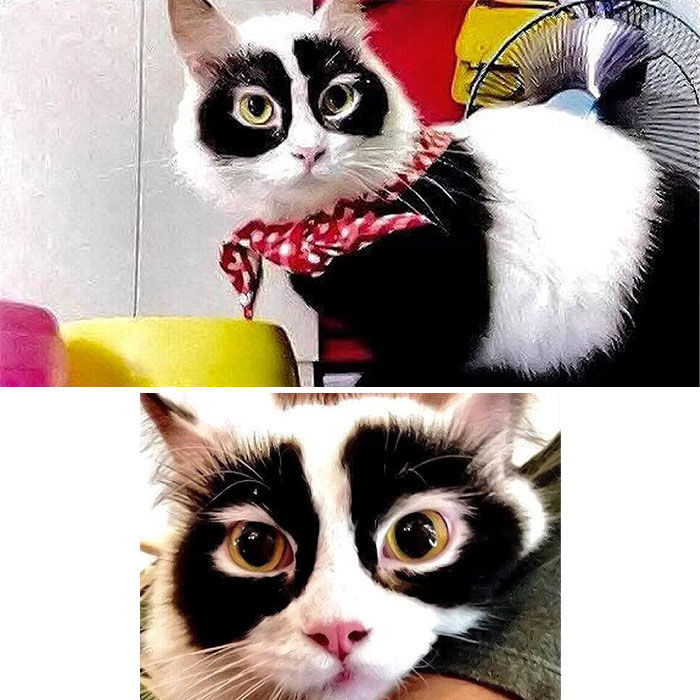 34 Delightful Cat Pics Shared By This Page Featuring Funny Faces, Tiny Kittens, And Beautiful Colors