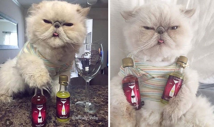 34 Delightful Cat Pics Shared By This Page Featuring Funny Faces, Tiny Kittens, And Beautiful Colors