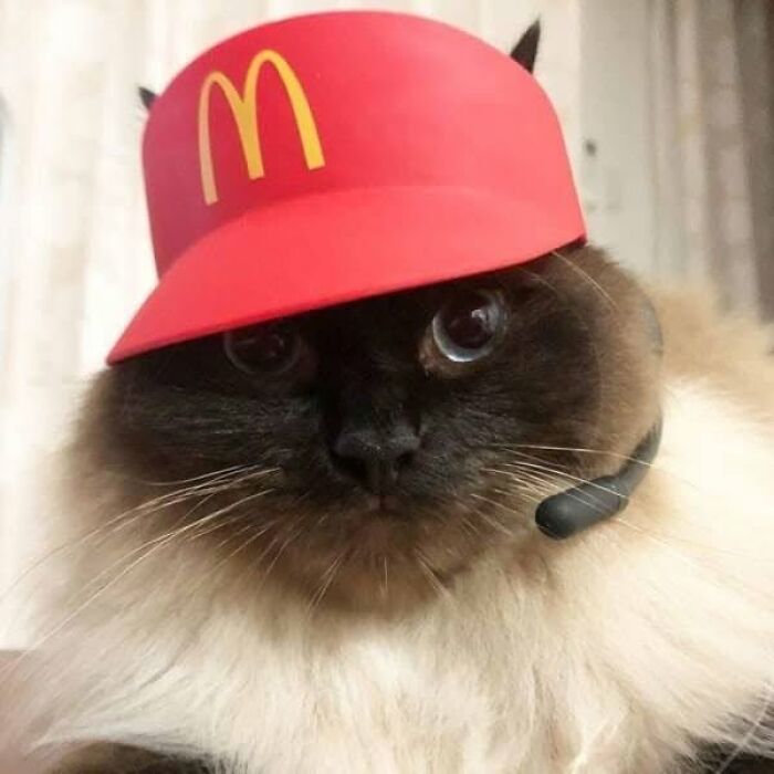 34 Delightful Cat Pics Shared By This Page Featuring Funny Faces, Tiny Kittens, And Beautiful Colors