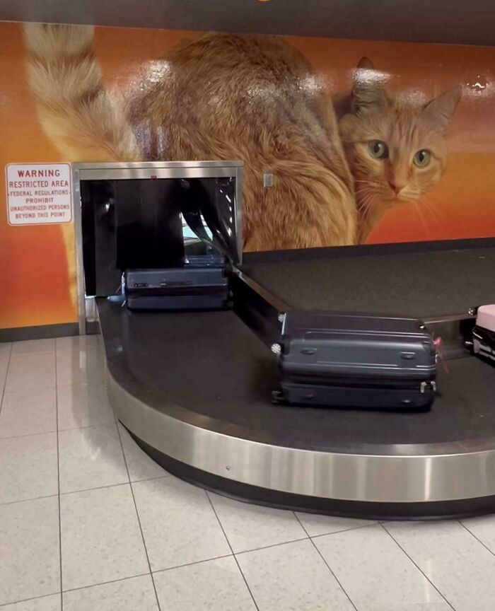 56 Hilarious And Weird Things Spotted At Airports That Nobody Could Have Prepared For 56 Hilarious And Weird Things Spotted At Airports That Nobody Could Have Prepared For