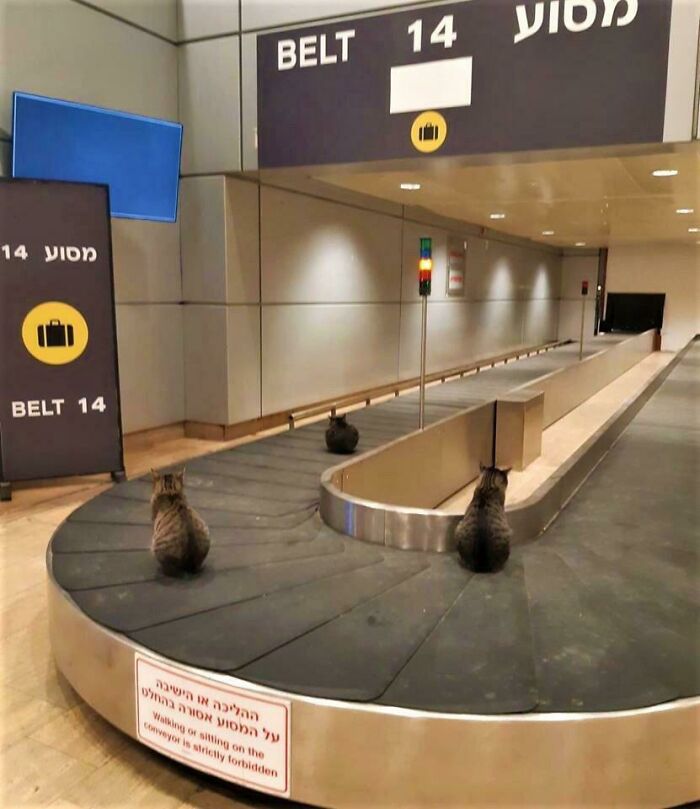 56 Hilarious And Weird Things Spotted At Airports That Nobody Could Have Prepared For 56 Hilarious And Weird Things Spotted At Airports That Nobody Could Have Prepared For
