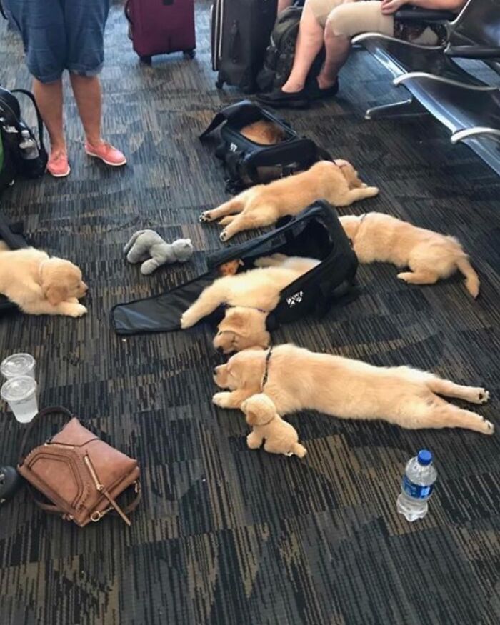 56 Hilarious And Weird Things Spotted At Airports That Nobody Could Have Prepared For 56 Hilarious And Weird Things Spotted At Airports That Nobody Could Have Prepared For