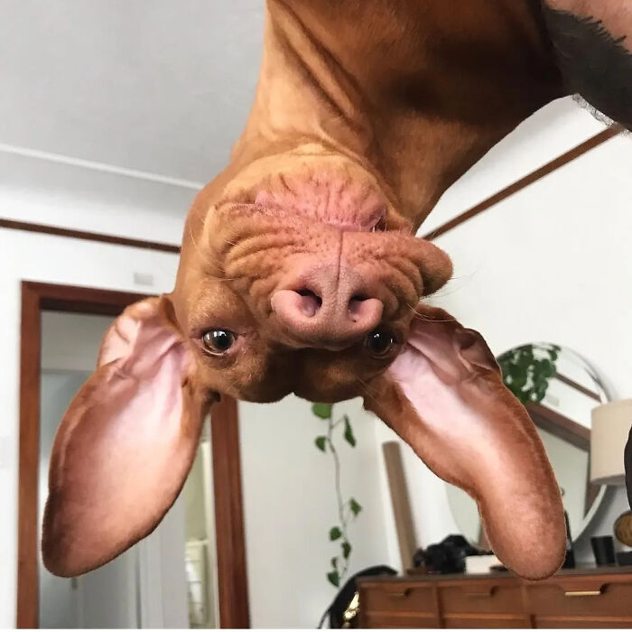 This Page Shared 61 Hilarious Photos That Feel Like A Dog&rsquo;s Version Of Embarrassing Family Pics