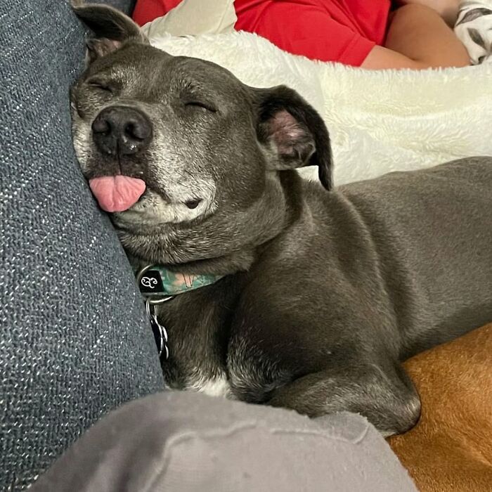 This Page Shared 61 Hilarious Photos That Feel Like A Dog&rsquo;s Version Of Embarrassing Family Pics