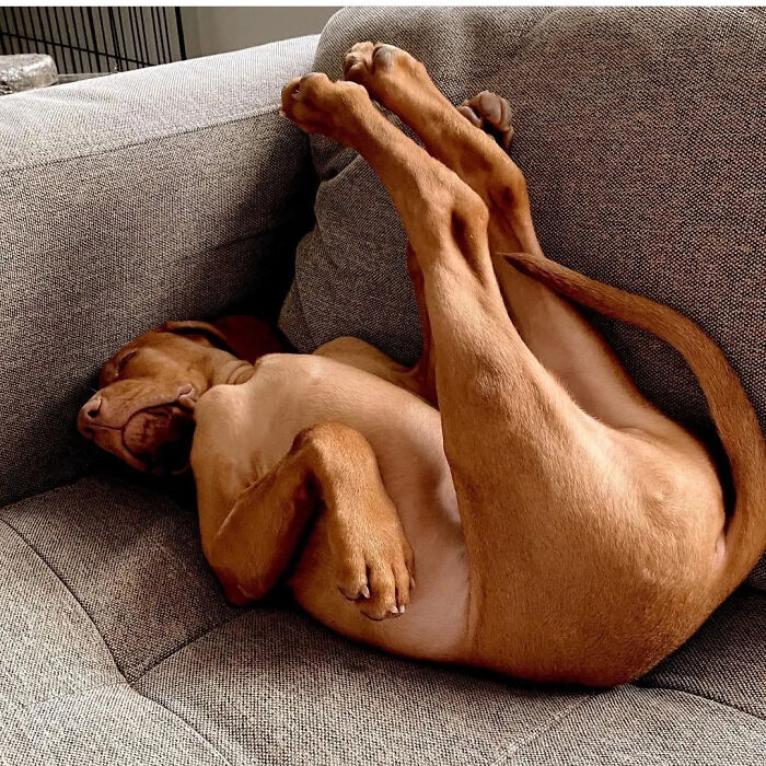 This Page Shared 61 Hilarious Photos That Feel Like A Dog&rsquo;s Version Of Embarrassing Family Pics