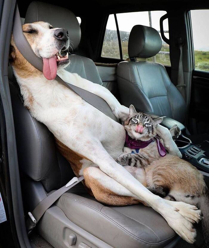 This Page Shared 61 Hilarious Photos That Feel Like A Dog&rsquo;s Version Of Embarrassing Family Pics