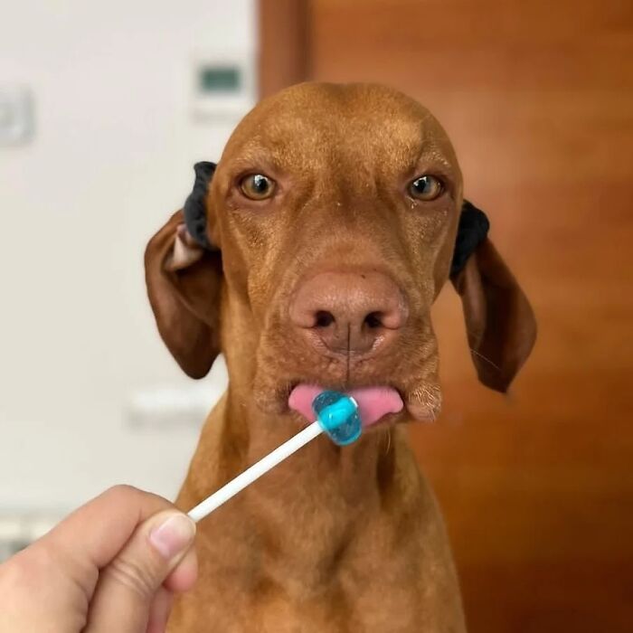This Page Shared 61 Hilarious Photos That Feel Like A Dog&rsquo;s Version Of Embarrassing Family Pics