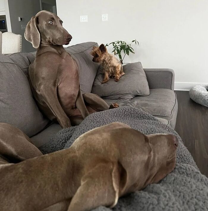 This Page Shared 61 Hilarious Photos That Feel Like A Dog&rsquo;s Version Of Embarrassing Family Pics