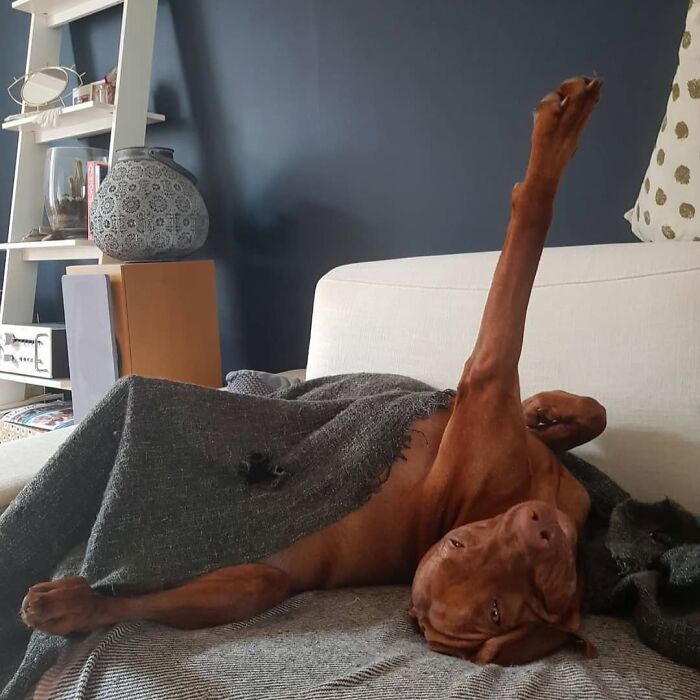 This Page Shared 61 Hilarious Photos That Feel Like A Dog&rsquo;s Version Of Embarrassing Family Pics