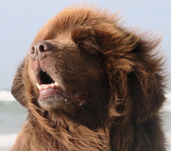 This Page Shared 61 Hilarious Photos That Feel Like A Dog&rsquo;s Version Of Embarrassing Family Pics