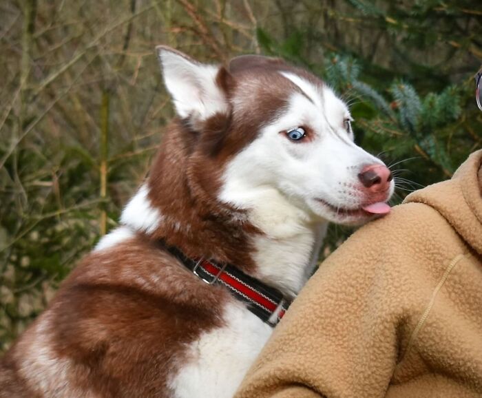 This Page Shared 61 Hilarious Photos That Feel Like A Dog&rsquo;s Version Of Embarrassing Family Pics