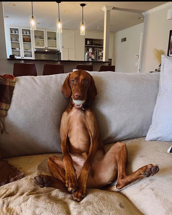 This Page Shared 61 Hilarious Photos That Feel Like A Dog&rsquo;s Version Of Embarrassing Family Pics