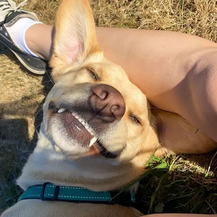 This Page Shared 61 Hilarious Photos That Feel Like A Dog&rsquo;s Version Of Embarrassing Family Pics
