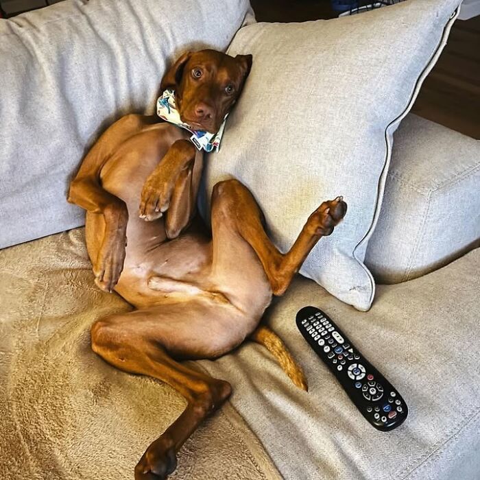 This Page Shared 61 Hilarious Photos That Feel Like A Dog&rsquo;s Version Of Embarrassing Family Pics