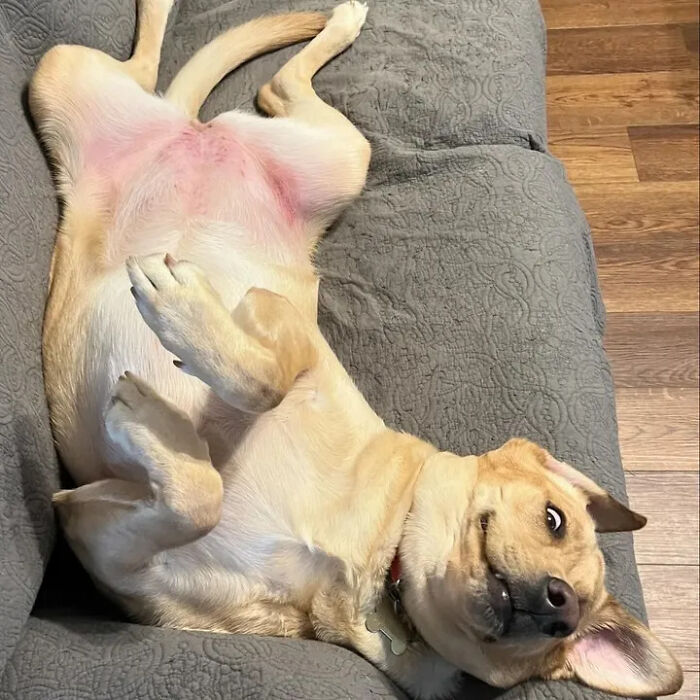 This Page Shared 61 Hilarious Photos That Feel Like A Dog&rsquo;s Version Of Embarrassing Family Pics