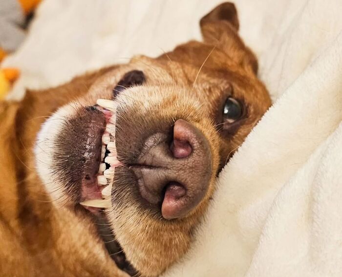 This Page Shared 61 Hilarious Photos That Feel Like A Dog&rsquo;s Version Of Embarrassing Family Pics